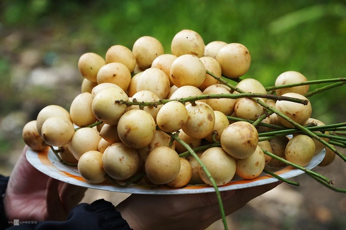 Khách có thể chụp ảnh, tự tay hái trái và mua ngay tại vườn để mang về làm quà.