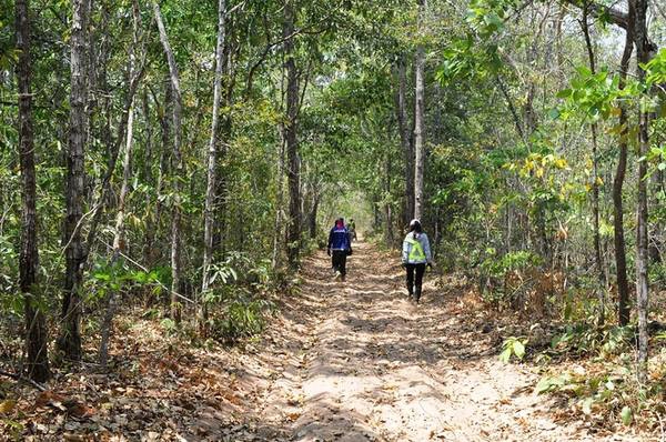 Nằm cách thành phố Phan Thiết khoảng 30 km, sâu trong Khu bảo tồn thiên nhiên Tà Cú, Bưng Thị là khu vực giáp ranh 3 xã Thuận Quý, Tân Thuận, Tân Thành của huyện Hàm Thuận Nam, có cảnh quan thiên nhiên và hệ thực vật nhiệt đới đặc trưng. Từ TP. HCM, chạy xe tới thị trấn Hàm Minh, dừng ở chợ Hàm Minh mua đồ ăn cho chuyến đi rừng, bạn sẽ thấy con đường dẫn vào Bưng Thị nằm ở ngã ba chợ. Men theo con đường nhỏ, dài khoảng 7 km lượn quanh co, lá khô xào xạc, hai bên là những cây dại tán lá mát rượi, cây gai hoang dại mọc trên triền cát trắng như một bức tranh hoang sơ nhiều nét chấm phá. Nằm cách thành phố Phan Thiết khoảng 30 km, sâu trong Khu bảo tồn thiên nhiên Tà Cú, Bưng Thị là khu vực giáp ranh 3 xã Thuận Quý, Tân Thuận, Tân Thành của huyện Hàm Thuận Nam, có cảnh quan thiên nhiên và hệ thực vật nhiệt đới đặc trưng. Từ TP. HCM, chạy xe tới thị trấn Hàm Minh, dừng ở chợ Hàm Minh mua đồ ăn cho chuyến đi rừng, bạn sẽ thấy con đường dẫn vào Bưng Thị nằm ở ngã ba chợ. Men theo con đường nhỏ, dài khoảng 7 km lượn quanh co, lá khô xào xạc, hai bên là những cây dại tán lá mát rượi, cây gai hoang dại mọc trên triền cát trắng như một bức tranh hoang sơ nhiều nét chấm phá.