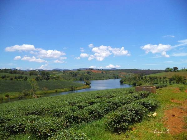  Đồi trà Tâm Châu: Được mệnh danh là thành phố trà, Bảo Lộc là nơi có diện tích trồng trà lớn nhất tại Lâm Đồng, cũng là nơi có diện tích trồng trà lớn nhất tại các tỉnh Tây Nguyên và Nam Bộ. Trà được trồng ở đây chủ yếu là trà Ô long, thân thấp. Thương hiệu trà B’lao (tên cũ của Bảo Lộc) đã quen thuộc với những người yêu trà từ lâu. Trà B’lao không có vị đắng như trà Bắc, vị chát nhiều hơn, ngọt hậu và rất thơm.