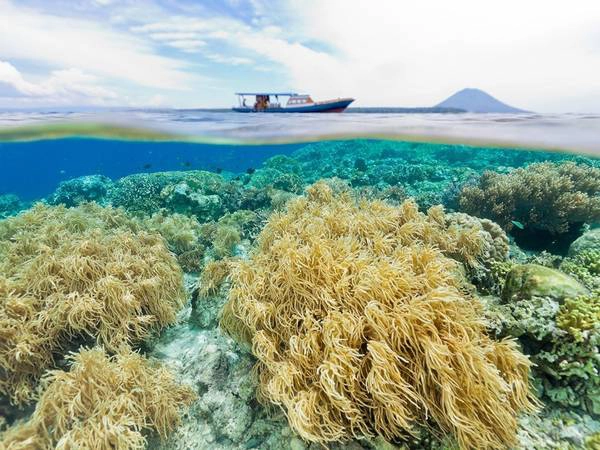 Công viên biển Bunaken, Indonesia: Với hệ sinh vật biển đa dạng cùng những rạn san hô rực rỡ, Bunaken là điểm đến lý tưởng cho những ai thích bơi lặn. Công viên biển Bunaken, Indonesia: Với hệ sinh vật biển đa dạng cùng những rạn san hô rực rỡ, Bunaken là điểm đến lý tưởng cho những ai thích bơi lặn.