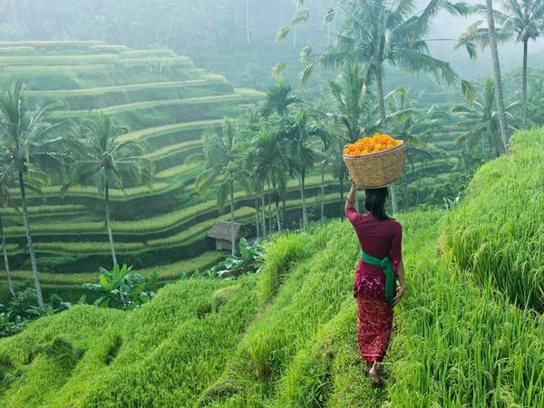 Ubud, Bali, Indonesia: Nằm ở thiên đường nghỉ dưỡng Bali, Ubud giống như một ốc đảo xanh yên lành, với ruộng bậc thang xinh đẹp cùng nền văn hóa ấn tượng. Ubud, Bali, Indonesia: Nằm ở thiên đường nghỉ dưỡng Bali, Ubud giống như một ốc đảo xanh yên lành, với ruộng bậc thang xinh đẹp cùng nền văn hóa ấn tượng.