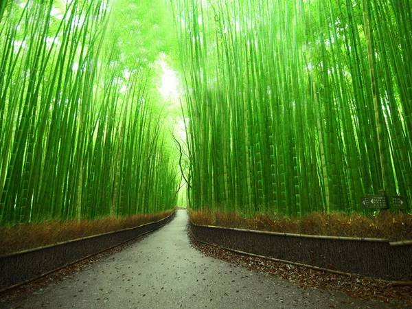 Arashiyama, Kyoto, Nhật Bản: Khu rừng xanh mướt đẹp như cổ tích này đem lại cho du khách cảm giác bình yên, tĩnh lặng. Arashiyama, Kyoto, Nhật Bản: Khu rừng xanh mướt đẹp như cổ tích này đem lại cho du khách cảm giác bình yên, tĩnh lặng.