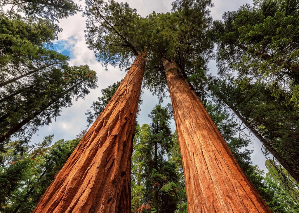 Năm 1968, công viên quốc gia Redwood được thành lập và đến năm 1980, nơi này được công nhận là Di sản thế giới. Cây gỗ đỏ Hyperion cao nhất trên Trái Đất sinh sống ở nơi này. Hyperion có chiều cao hơn 115 m, được phát hiện bởi Chris Atkins và Michael Taylor vào năm 2006. Vị trí cụ thể của cây không được các nhà khoa học tiết lộ vì lo ngại du khách có thể làm hại nó. Ảnh: Audley