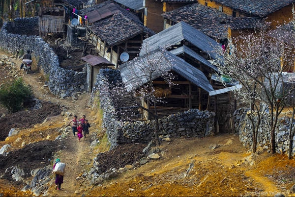 Tác phẩm "Xuân về cao nguyên đá" - Trần Anh Tuấn