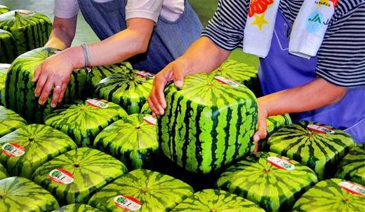 Dưa hấu vuông được trồng tại tỉnh Kagawa. Vì quy trình sản xuất ra giống dưa này tốn rất nhiều công sức nên người ta chỉ sản xuất khoảng 200 quả / năm. 30-dieu-cuc-ngo-nghinh-gan-nhu-chi-co-o-nhat-ban-ivivu-26
