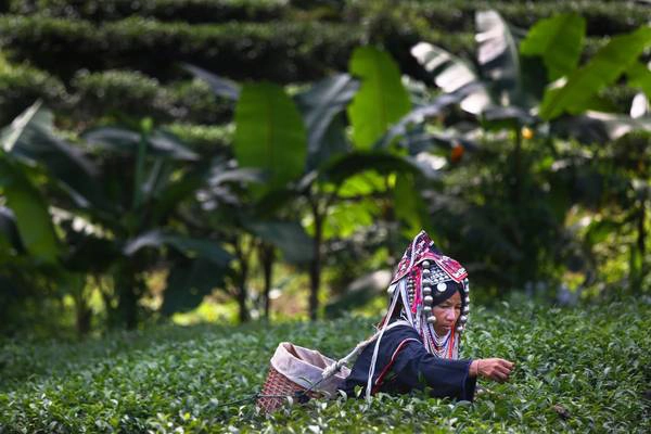 Một người phụ nữ đang hái lá trà trong một vụ thu hoạch trà tại nông trại Suwirun, Chiang Rai, Thái Lan. 