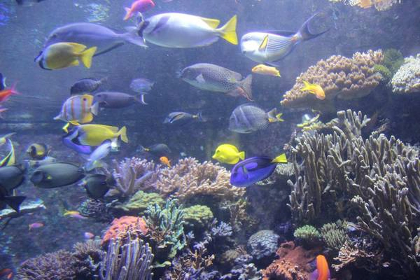 Genting-Jurong-singapore-ivivu-12