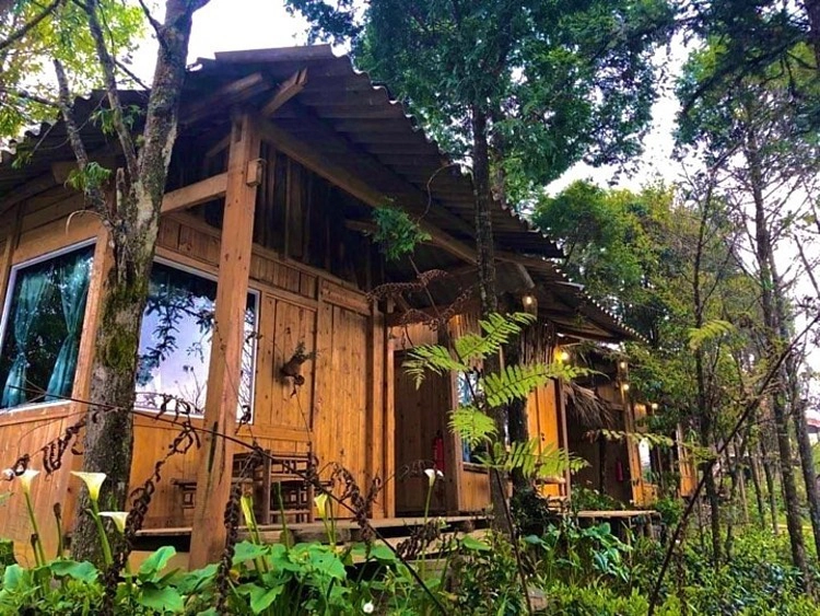 Sa Pa Jungle Homestay  Giống với tên gọi của mình, homestay nằm trên một quả đồi ở trung tâm thị trấn Sa Pa, bao quanh bởi nhiều cây xanh, hoa và cây cỏ. Không gian ở đây được nhiều du khách đánh giá là yên tĩnh, thanh bình và gần gũi. Hàng ngày, bạn có thể cùng chủ nhà trồng rau xanh, chơi đùa cùng chú chó nhỏ ở đây và ngồi đọc sách đón nắng sớm bên hiên nhà. Homestay còn có khoảng sân nhỏ, để khách đặt bếp và tổ chức các buổi tiệc nướng ấm cúng. Ảnh: Tabalo Trip.