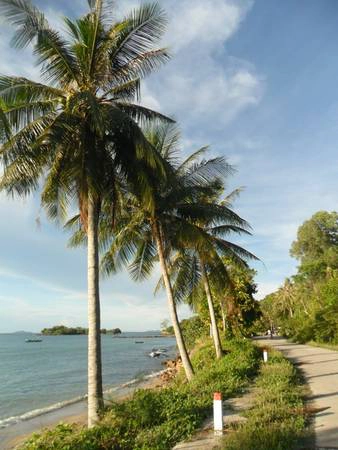 Những hàng dừa trên đảo được trồng dọc theo con đường ven biển rất đẹp. Ảnh: Dongdiephuyen