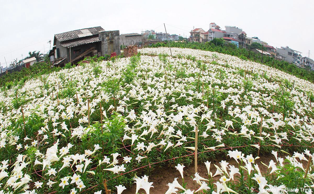 du-lich-ha-noi-thang-4-ivivu-3