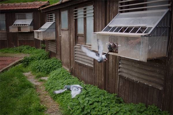 34. Quân đội Pháp là quân đội duy nhất ở châu Âu còn sử dụng chim bồ câu làm phương tiện liên lạc. Những chú chim bồ câu này được nuôi ở Mont Valérien, gần thành phố Paris, được dùng để truyền tin phòng trường hợp thảm họa khôn lường nhất. (Ảnh: Internet)
