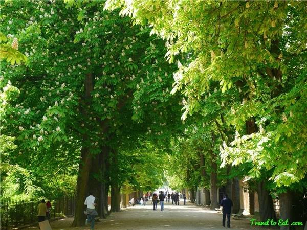 39. Có hơn 470.000 cây xanh ở Paris! (Ảnh: Internet)