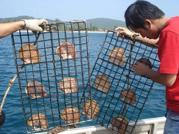 Ảnh: phuquoc247 Ảnh: phuquoc247