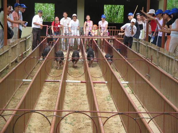 Xem đua heo ở làng du lịch sinh thái Mỹ Khánh. Ảnh: ST