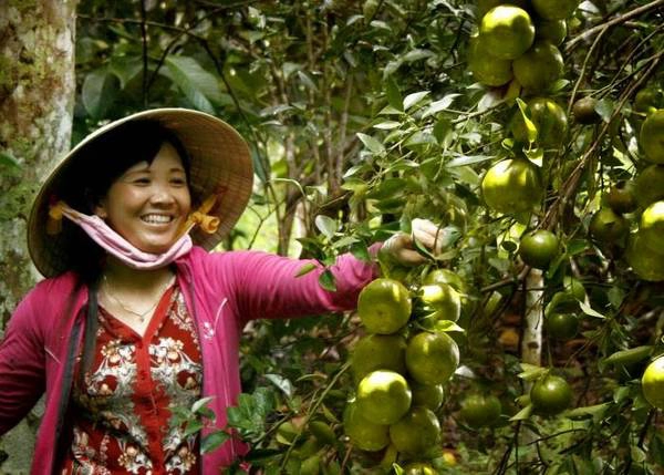 Vườn cây trái trĩu quả. Ảnh: dulich30s