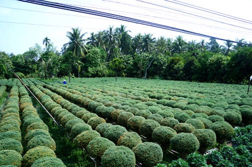 Thời điểm này, các vườn hoa ở chợ Lách đang ngập tràn trong sắc xuân rực rỡ. Thời điểm này, các vườn hoa ở chợ Lách đang ngập tràn trong sắc xuân rực rỡ.