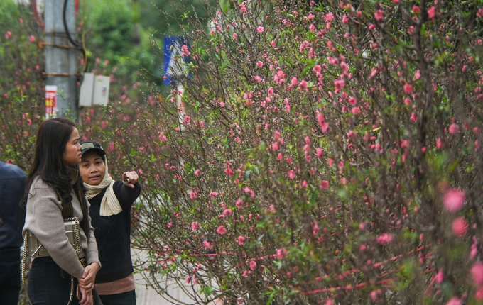 Chợ đào Lạc Long Quân  Tháng 12 Âm lịch hàng năm, chợ đào trên đường Lạc Long Quân, Tây Hồ lại diễn ra để phục vụ thị trường dịp Tết Nguyên đán. Đây là chợ đào lớn nhất Hà Nội, dài khoảng hai km. Các tiểu thương tập trung chủ yếu từ vườn hoa Lạc Long Quân đến ngã ba đoạn giao với đường Âu Cơ.