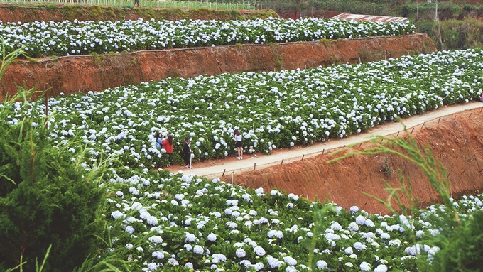 Cả nhóm còn ghé qua vườn hoa cẩm tú cầu ở Trại Mát. Những bông hoa lớn, nở rộ tạo khung cảnh đẹp mắt. Cả nhóm còn ghé qua vườn hoa cẩm tú cầu ở Trại Mát. Những bông hoa lớn, nở rộ tạo khung cảnh đẹp mắt.