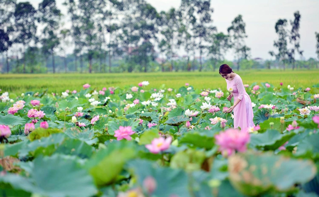 Đầm sen với những màu hoa sen trắng, hồng, pha tím, trắng hồng trên cùng một bông hoa thật đa dạng, độc đáo. Vé vào cổng dao động khoảng 50.000 đồng/người. Ảnh: vietbao.