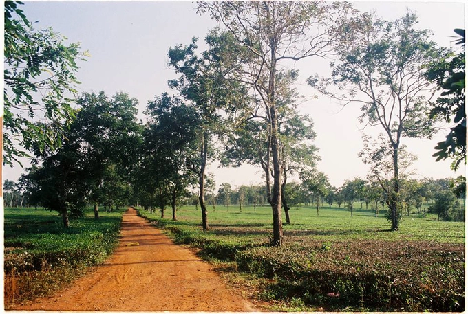 Biển Hồ Chè  Đồi chè Gia Lai thuộc địa phận huyện Chư Păh, cách thành phố Pleiku tầm 13 km. Nơi đây thu hút nhiều du khách, đặc biệt là giới trẻ bởi khung cảnh xanh mướt mát của con đường cây lá kim giống như bối cảnh nhiều bộ phim Hàn Quốc. Ảnh: Huỳnh Long.