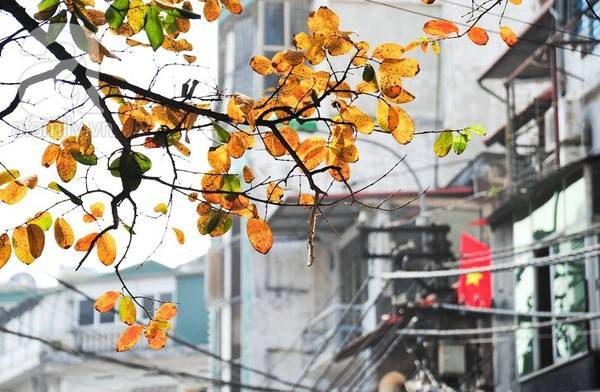 Hà Nội mùa thu tình và đẹp đến nao lòng. Hà Nội mùa thu tình và đẹp đến nao lòng.