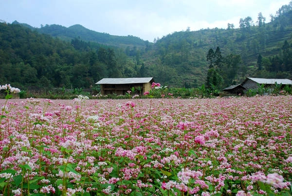 Ảnh: tourdulichhagiang Ảnh: tourdulichhagiang