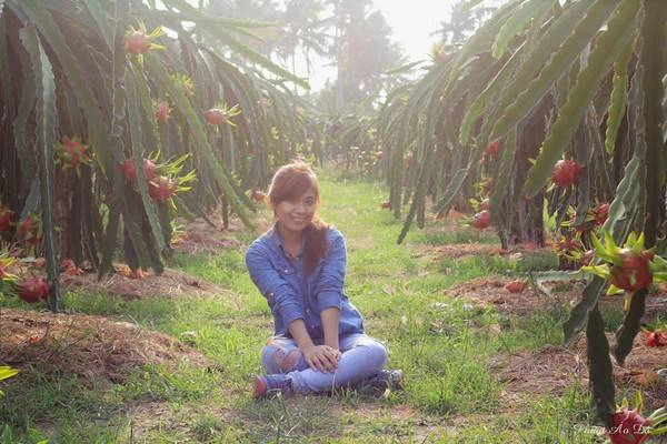 Trên đường đi Phan Thiết, bạn cũng có thể ghé vào vườn thanh long sai quả Trên đường đi Phan Thiết, bạn cũng có thể ghé vào vườn thanh long sai quả