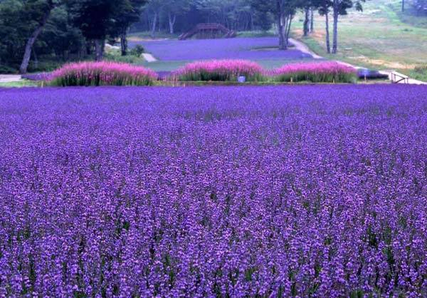 Cánh đồng hoa, Furano