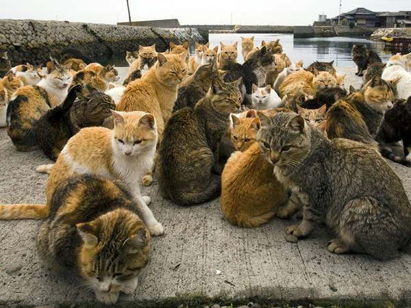 5. Tashirojima: Hòn đảo này là thiên đường dành cho những người yêu thích mèo. Có hơn 100 con mèo ở Tashirojima, nhiều hơn số cư dân trên đảo. Ảnh: Redditpics. 5. Tashirojima: Hòn đảo này là thiên đường dành cho những người yêu thích mèo. Có hơn 100 con mèo ở Tashirojima, nhiều hơn số cư dân trên đảo. Ảnh: Redditpics.