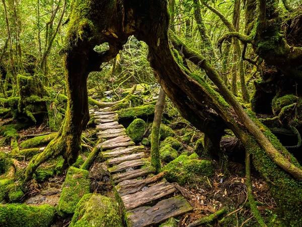 Yakushima là ngọn núi nằm giữa biển, với rừng bao phủ 90% diện tích bề mặt. Khách tham quan có thể dễ dàng nhìn thấy những thân cây cổ thụ Yakusugi, với tuổi thọ lên đến 2.000 năm. Ảnh: GaijinPot. Yakushima là ngọn núi nằm giữa biển, với rừng bao phủ 90% diện tích bề mặt. Khách tham quan có thể dễ dàng nhìn thấy những thân cây cổ thụ Yakusugi, với tuổi thọ lên đến 2.000 năm. Ảnh: GaijinPot.