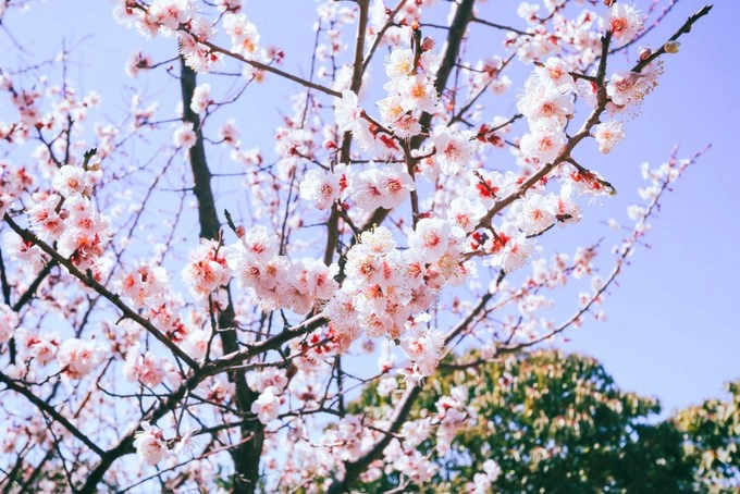 Lễ hội hoa anh đào Jeju (27 -29/3)  Nếu bạn đang chuẩn bị tới Jeju trải nghiệm mùa hoa anh đào, bạn sẽ được thấy một mùa hoa rất rực rỡ. Jeju là nơi có hoa anh đào cánh lớn đẹp nhất trong các loài anh đào và cây được trồng khắp nơi trên đảo. Loài hoa này sẽ nở bung rất nhanh trong khoảng 2,3 ngày và bạn nên chú ý chọn thời điểm đi. Và điểm ngắm đẹp nổi tiếng là Seogwipo, bên trong khu thể thao phức hợp Jeju, đây cũng là nơi tổ chức lễ hội hoa anh đào. Trong 3 ngày lễ hội sẽ có nhiều chương trình biểu diễn âm nhạc, các cuộc thi mở rộng cả buổi tối. Ảnh: shutterstock.