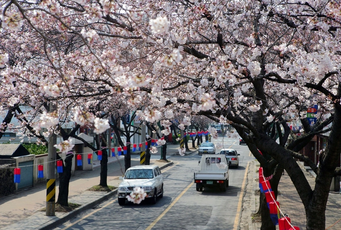 Những điểm khác để du khách ngắm hoa anh đào ở đảo Jeju là đường hoa Jeonnong-ro, làng Sinrye hoặc lối vào Trường đại học quốc gia Jeju. Ảnh: jejuweekly.
