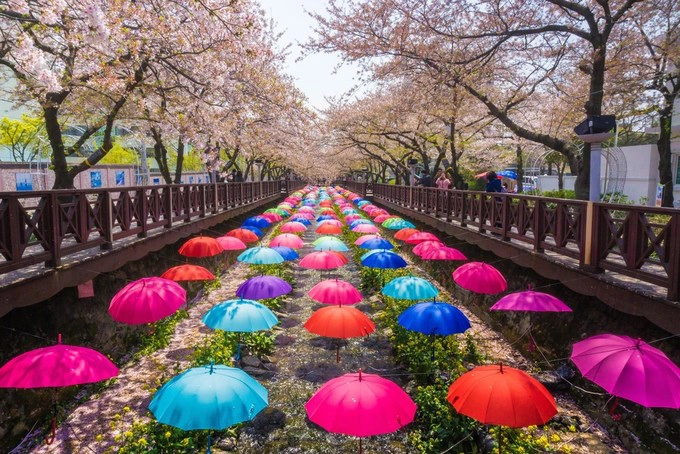 Lễ hội Jinhae Gunhangje, Busan (26/3 - 2/4)  Tại Jinhae sẽ có tới 300.000 cây anh đào bung nở vào mùa xuân. Địa danh này được đánh giá là một trong những nơi có nhiều hoa anh đào bậc nhất thế giới. Và nơi đây cũng tổ chức lễ hội hoa anh đào lớn nhất ở Hàn Quốc. Trong các ngày lễ hội sẽ có vô số quầy bán đồ ăn nước uống, biểu diễn nghệ thuật đường phố... chắc chắn không thể thiếu phần trình diễn của ban nhạc quân đội Jinhae. Ảnh: shutterstock.