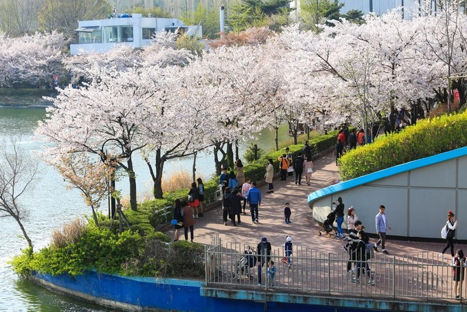 Hồ Seokchon thực sự là điểm đến mơ ước của các nhiếp ảnh gia bởi có thể săn những khoảnh khắc hoa nở phản chiếu xuống mặt hồ. Ở Seoul du khách chỉ việc bắt tàu điện ngầm tới ga Seokchon là có thể đi bộ tới hồ. Ảnh: shutterstock.