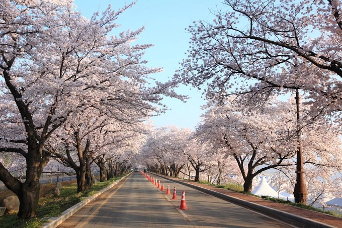 Lễ hội hoa anh đào và thi chạy marathon Gyeongju, Gyeongju (7/4) Cuộc thi chạy sẽ được tổ chức vào sáng ngày 7/4, những người tham gia sẽ có cơ hội chạy ở con đường hoa anh đào nở đẹp nhất. Mọi người vẫn có thể đăng ký dự thi chạy cho tới hết ngày 23/3 với 4 cự ly khác nhau là 42km, 21km, 10km và 5km. Gyeongju là một thành phố ven biển nằm ở phía đông nam của tỉnh Gyeongsang Bắc, Hàn Quốc. Ảnh: shutterstock.
