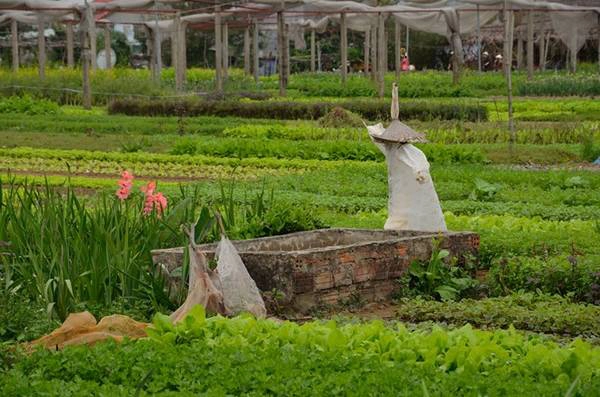 Trà Quế nổi tiếng từ rất lâu với hơn 20 loại rau được trồng trên đất đai màu mỡ, bón bằng các loại rong lấy từ dưới sông. Nhiều năm qua, người trồng rau ở Trà Quế đã quen với hình ảnh từng đoàn du khách nước ngoài đi xe đạp đến thăm làng và tình nguyện làm nông dân trồng rau. Ảnh: Christof Kugler.