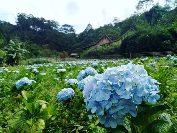 Từ trung tâm Đà Lạt, bạn đi theo hướng Thung lũng Vàng hoặc Lang Biang tới đường Xô Viết Nghệ Tĩnh chạy thẳng tới ngã 3 giáo xứ Tùng Lâm, rồi theo hướng vào đường Ankroet, tiếp tục đi thẳng thêm 15 km là tới Làng Cù Lần. Vé tham quan là 60.000 đồng. Ảnh: Jjustbrama. Từ trung tâm Đà Lạt, bạn đi theo hướng Thung lũng Vàng hoặc Lang Biang tới đường Xô Viết Nghệ Tĩnh chạy thẳng tới ngã 3 giáo xứ Tùng Lâm, rồi theo hướng vào đường Ankroet, tiếp tục đi thẳng thêm 15 km là tới Làng Cù Lần. Vé tham quan là 60.000 đồng. Ảnh: Jjustbrama.