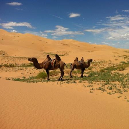 Sa mạc Gobi, Mông Cổ