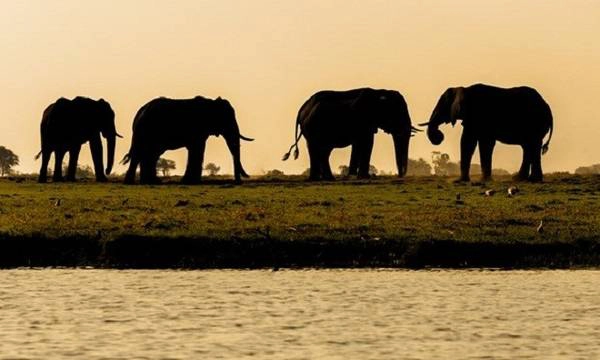 6-dieu-khong-nen-bo-qua-khi-den-botswana-ivivu-3