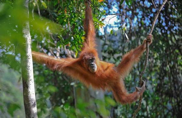 Du lich Malaysia - Loài đười ươi trong một khu  rừng của Borneo.