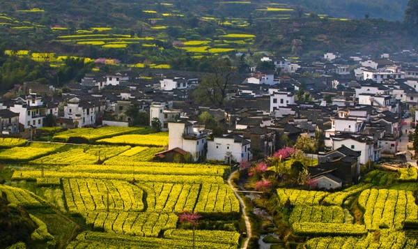 Bên cạnh màu hoa cải vàng rực, Wuyuan còn được tô điểm bởi những cành đào hồng và những hàng cây, bụi cỏ xanh ngắt tuyệt đẹp. Ảnh: easytourchina.com Bên cạnh màu hoa cải vàng rực, Wuyuan còn được tô điểm bởi những cành đào hồng và những hàng cây, bụi cỏ xanh ngắt tuyệt đẹp. Ảnh: easytourchina.com