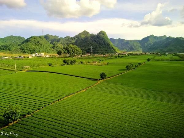 Những nương chè mênh mông ở Mộc Châu. Ảnh: Tiểu Duy Những nương chè mênh mông ở Mộc Châu. Ảnh: Tiểu Duy