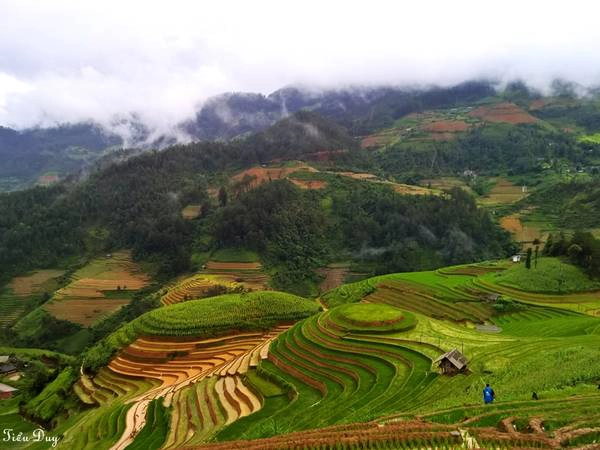 Ruộng bậc thang "mâm xôi" Mù Cang Chải. Ảnh: Tiểu Duy Ruộng bậc thang "mâm xôi" Mù Cang Chải. Ảnh: Tiểu Duy