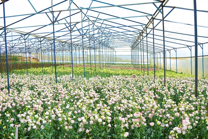 Làng hoa Vạn Thành Là làng hoa nổi tiếng vì lâu đời nhất ở Đà Lạt, Vạn Thành hiện tọa lạc ở phường 5. Bạn có thể chạy theo đường 3/2, đến khách sạn Sài Gòn - Đà Lạt rẽ tay trái về hướng Cam Ly là đến. Các ruộng hoa được trồng bên trong các nhà kính với muôn vàn màu sắc sẽ là phông nền đẹp cho những bức ảnh của bạn. Làng hoa Vạn Thành Là làng hoa nổi tiếng vì lâu đời nhất ở Đà Lạt, Vạn Thành hiện tọa lạc ở phường 5. Bạn có thể chạy theo đường 3/2, đến khách sạn Sài Gòn - Đà Lạt rẽ tay trái về hướng Cam Ly là đến. Các ruộng hoa được trồng bên trong các nhà kính với muôn vàn màu sắc sẽ là phông nền đẹp cho những bức ảnh của bạn.