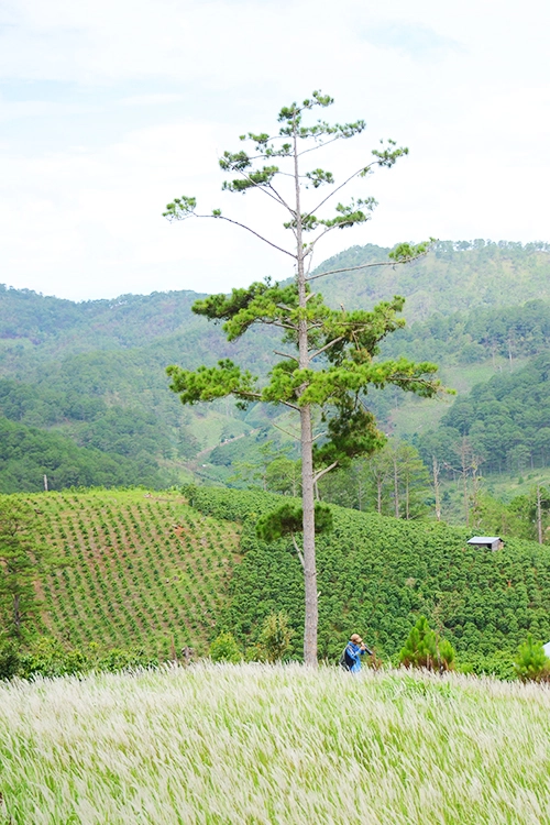 Những cánh đồng lau và rừng thông Ngay từ lần đặt chân đến Đà Lạt, bạn sẽ thích ngay những hàng thông thẳng tắp bên đường hay xa hơn là cánh đồng cỏ lau gần hồ Đan Kia. Những hình ảnh lãng mạn này thường được người tìm đến chụp ảnh. Những cánh đồng lau và rừng thông Ngay từ lần đặt chân đến Đà Lạt, bạn sẽ thích ngay những hàng thông thẳng tắp bên đường hay xa hơn là cánh đồng cỏ lau gần hồ Đan Kia. Những hình ảnh lãng mạn này thường được người tìm đến chụp ảnh.