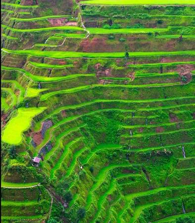 Ruộng bậc thang Banaue