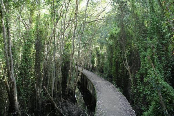 Điểm nhấn chính của làng nổi Tân Lập là cây cầu bằng xi măng dài khoảng 5km được xây dựng xuyên rừng tràm, để du khách có thể tham quan. Ảnh: Kim Lộc Điểm nhấn chính của làng nổi Tân Lập là cây cầu bằng xi măng dài khoảng 5km được xây dựng xuyên rừng tràm, để du khách có thể tham quan. Ảnh: Kim Lộc