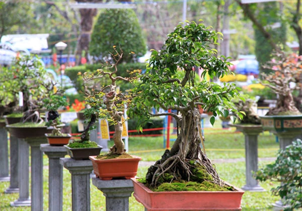 Vườn hoa kiểng Thanh Tâm là nơi trưng bày nhiều giống cây cảnh quý hiếm. Ảnh: vietfuntravel Ảnh: vietfuntravel