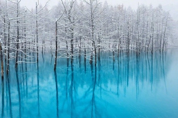 Hồ Xanh Biei, Hokkaido Biei là một ngôi làng nhỏ, được bao quanh bởi thiên nhiên tươi đẹp. Hồ Xanh thực ra là một công trình nhân tạo, hình thành sau khi xây đập nước năm 1988 để chặn dòng chảy từ sông Bieigawa. Màu xanh trong nước hồ là do hợp chất nhôm hydroxit. Ngoài ra tùy thời gian trong ngày, tùy mùa mà nước có màu xanh đậm hay không. Phong cảnh hồ vào mùa đông càng kỳ ảo hơn khi hàng cây có tuyết phủ trắng cành, phản chiếu xuống mặt hồ phẳng lặng và xanh mướt. Ảnh: Kent Shiraishi. Hồ Xanh Biei, Hokkaido Biei là một ngôi làng nhỏ, được bao quanh bởi thiên nhiên tươi đẹp. Hồ Xanh thực ra là một công trình nhân tạo, hình thành sau khi xây đập nước năm 1988 để chặn dòng chảy từ sông Bieigawa. Màu xanh trong nước hồ là do hợp chất nhôm hydroxit. Ngoài ra tùy thời gian trong ngày, tùy mùa mà nước có màu xanh đậm hay không. Phong cảnh hồ vào mùa đông càng kỳ ảo hơn khi hàng cây có tuyết phủ trắng cành, phản chiếu xuống mặt hồ phẳng lặng và xanh mướt. Ảnh: Kent Shiraishi.