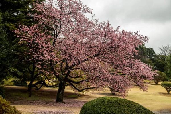 Vườn Shinjuku Gyoen Khu vườn xinh đẹp này từng là nơi ở của một gia đình samurai giàu có, nhưng hiện nay là một điểm dừng chân hấp dẫn với nhiều cây hoa anh đào, và nơi tổ chức dã ngoại cho khách tham quan. Hoa ở đây thường nở muộn hơn so với các điểm khác ở Tokyo.